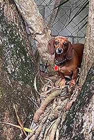 Watch Free Big Dogs Little Dogs (1998)
