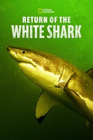 Watch Free Return of the White Shark (2023)