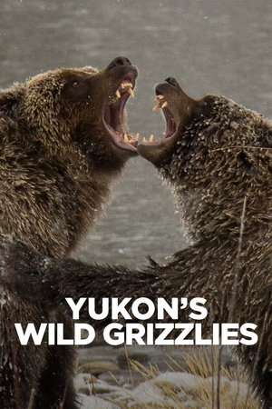 Watch Free Yukons Wild Grizzlies (2021)