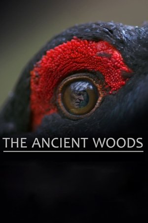 Watch Free The Ancient Woods (2017)