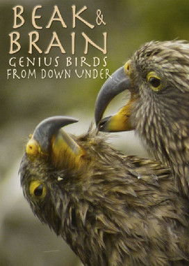 Watch Free Beak & Brain Genius Birds from Down Under (2013)