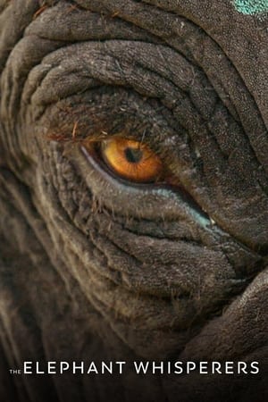 Watch Free The Elephant Whisperers (2022)