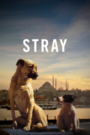 Watch Free Stray (2020)