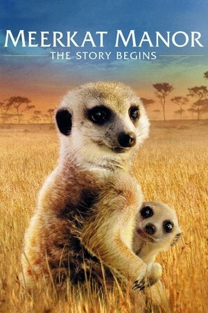 Watch Free Meerkat Manor: The Story Begins (2008)