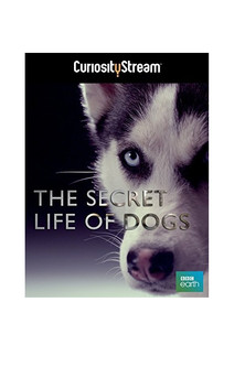 Watch Free Secret Life of Dogs (2013)