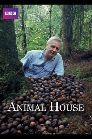 Watch Free Animal House (2011)