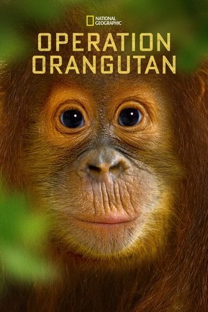 Watch Free Operation Orangutan (2015)