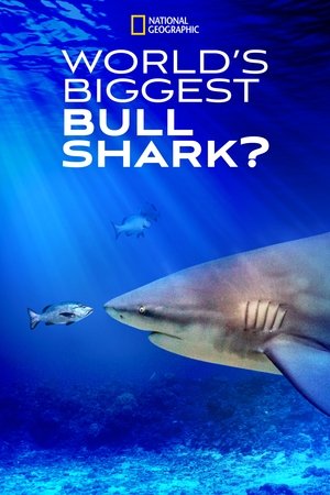 Watch Free Worlds Biggest Bull Shark? (2021)