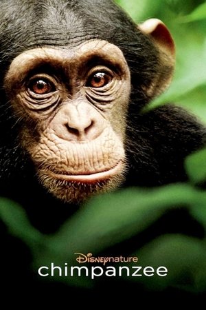 Watch Free Chimpanzee (2012)